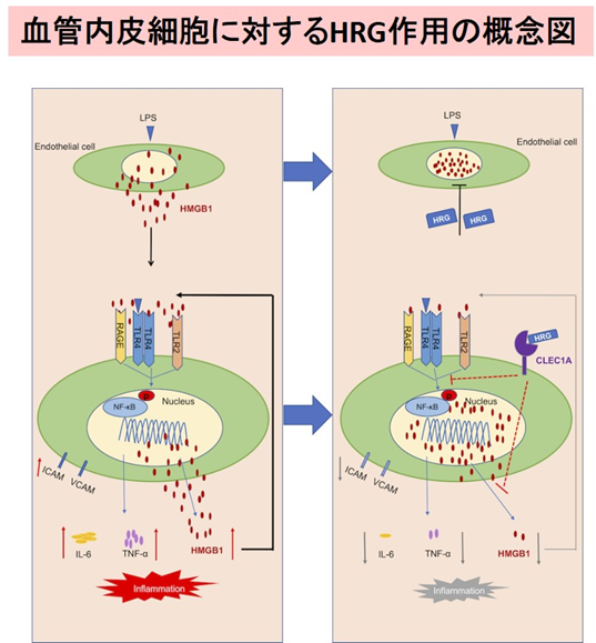 敗血症から血管内皮細胞を護る敗血症治療薬候補「血漿タンパクHRG」の受容体を新規に同定