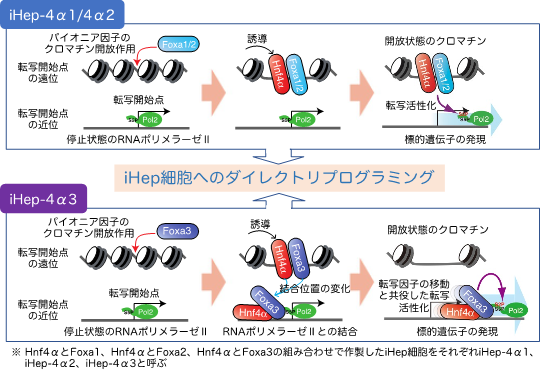 肝細胞へのダイレクトリプログラミングを誘導する分子メカニズムの解明