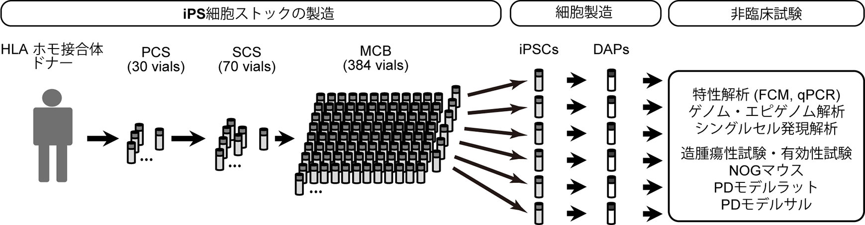 臨床用ips細胞を用いたパーキンソン病治療の非臨床研究 国立研究開発法人日本医療研究開発機構