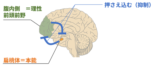 代わる代わる互いを押さえ込む2つの脳部位がPTSD患者の恐怖ON症状とOFF症状をスイッチさせている | 国立研究開発法人日本医療研究開発機構