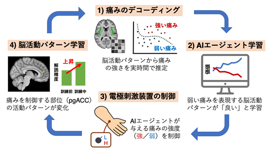 プレスリリース「脳とAIエージェントの同時学習で、痛みをコントロールする脳のシステムを強化できる」のイメージ図