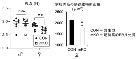 骨格筋の発育と再生メカニズムに性差あり～エストロゲン受容体βの機能的重要性を解明～