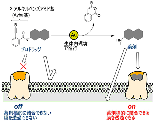 生体内の金属触媒反応で薬効と物性を制御する～プロドラッグのデザインに新たな指針～
