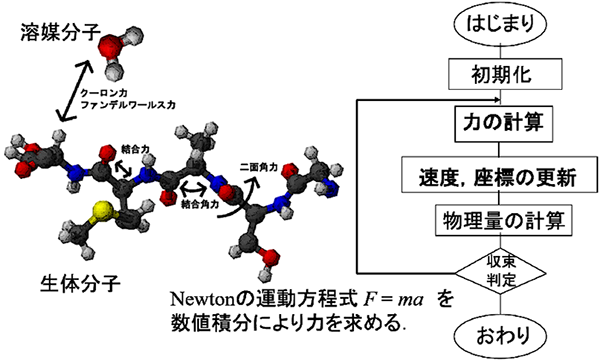 分子動力学シミュレーション概要図