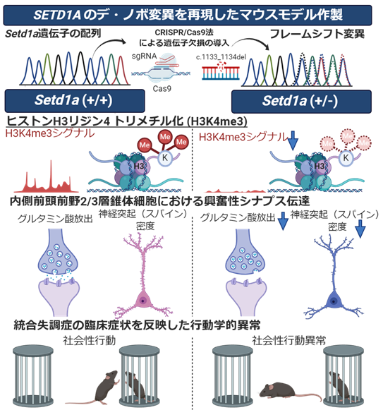 統合失調症の治療抵抗性の症状に関与する分子 神経回路メカニズムを発見 統合失調症関連遺伝子setd1aの新たな機能の解明 国立研究開発法人日本医療研究開発機構