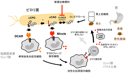 「ピロリ菌が胃炎を引き起こすメカニズムを解明」概要図