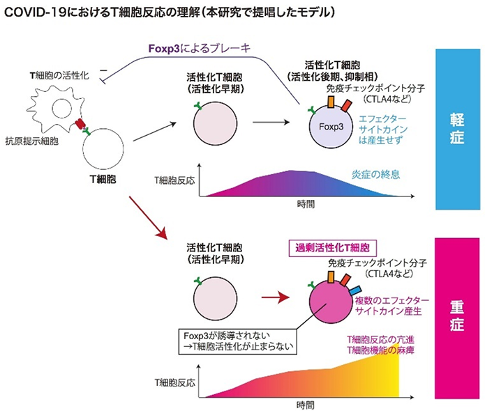 エイズ コロナ ウイルス コロナウイルスのワクチン開発、特許取得をしていたビルゲイツ財団が、昨年10月にコロナウイルスパンデミックシミュレーション演習を実施、エイズのたんぱく質が遺伝子組換えで挿入されている？｜坂崎文明｜note