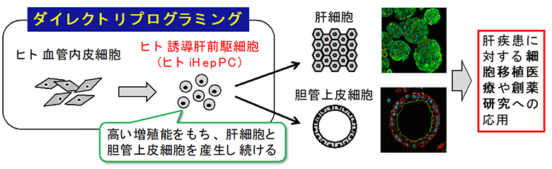 ダイレクトリプログラミング法を用いてヒト肝前駆細胞を作製することに