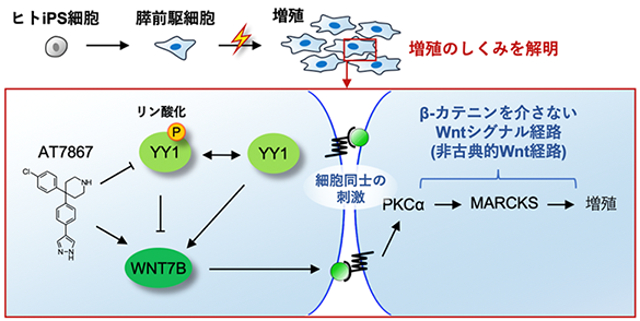 ヒト膵臓細胞の増殖メカニズムを解明～糖尿病治療に向けて前進～