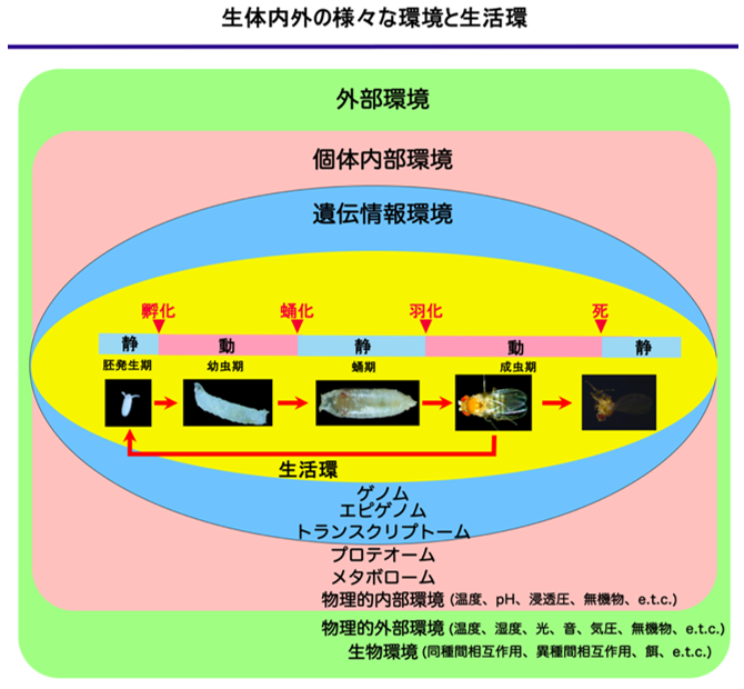 プレスリリース






「DIAMonDS」でハエの一生を記録する―ショウジョウバエの個体別活動測定システムを開発―