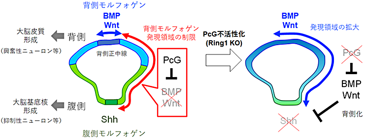 脳の地図はどうやって作られるか?～大脳皮質と基底核を作り分ける初めのメカニズム～