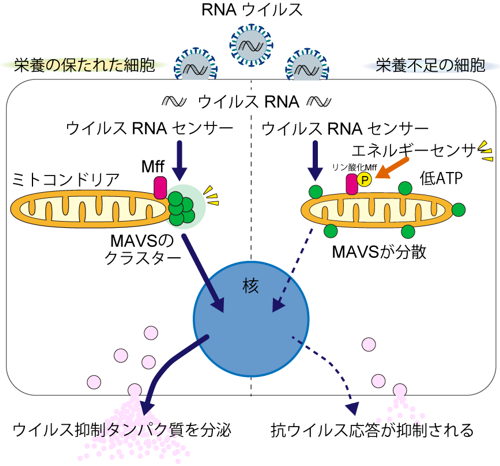ウイルス感染時の応答を制御するミトコンドリアの新しい機能を発見