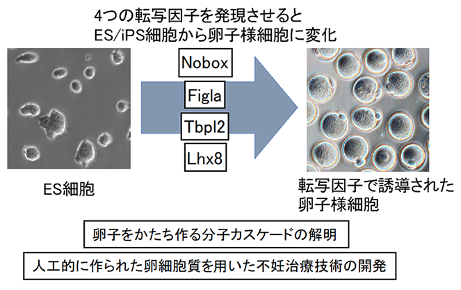 卵子をかたち作る遺伝子群を同定 卵細胞質の大量作製が可能に 国立研究開発法人日本医療研究開発機構