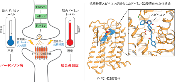 統合失調症に関わるドパミン受容体の構造解明～副作用を抑えた薬の迅速な探索・設計が可能に～