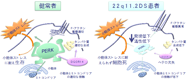 プレスリリース






iPS細胞を用いて22q11.2欠失症候群で生じる精神・神経疾患の脳内分子病態を解明