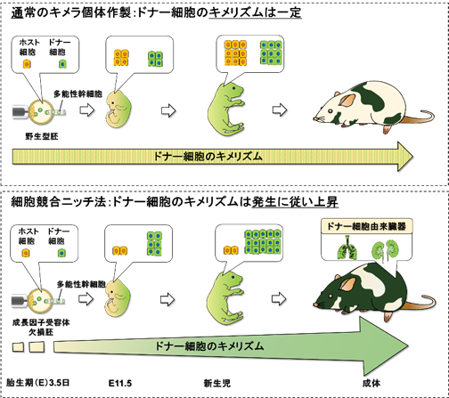 ドナー細胞のキメリズムを異種キメラ体内にて飛躍的に上昇させることに成功
