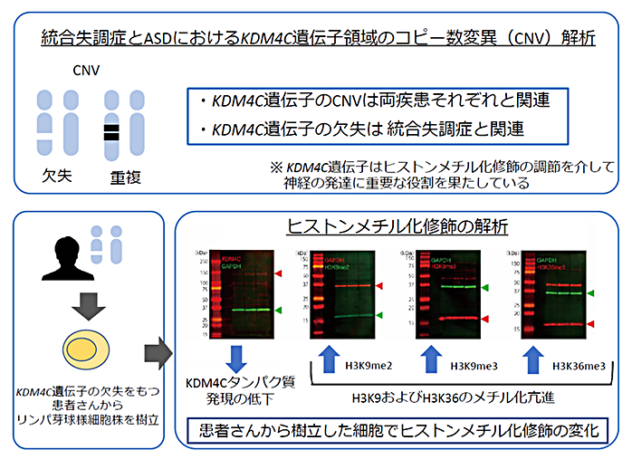 統合失調症とASDにおけるKDM4C遺伝子のコピー数変異（CNV）解析の説明図