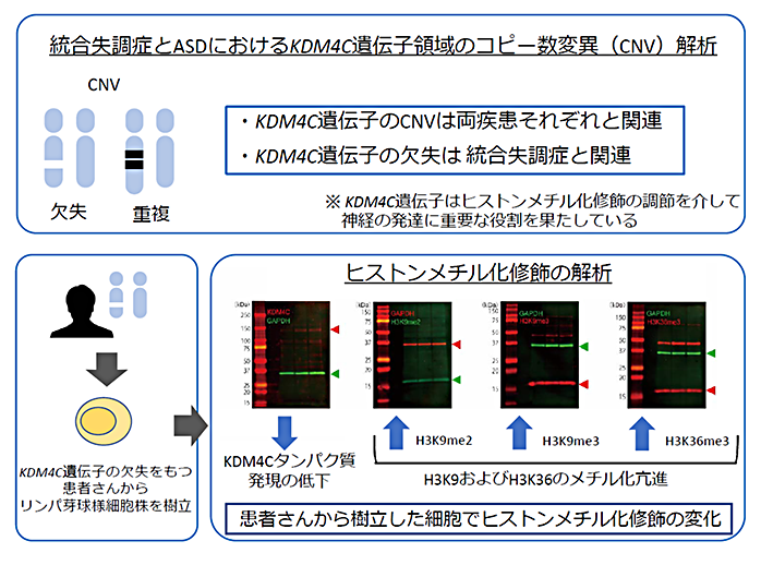 統合失調症とASDにおけるKDM4C遺伝子のコピー数変異(CNV)解析の説明図