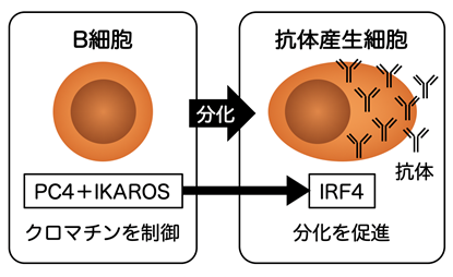 リンパ球の一種b細胞による抗体産生に重要な因子を発見 Pc4タンパク質を介したクロマチン制御によるb細胞分化制御機構の解明 国立研究開発法人日本医療研究開発機構
