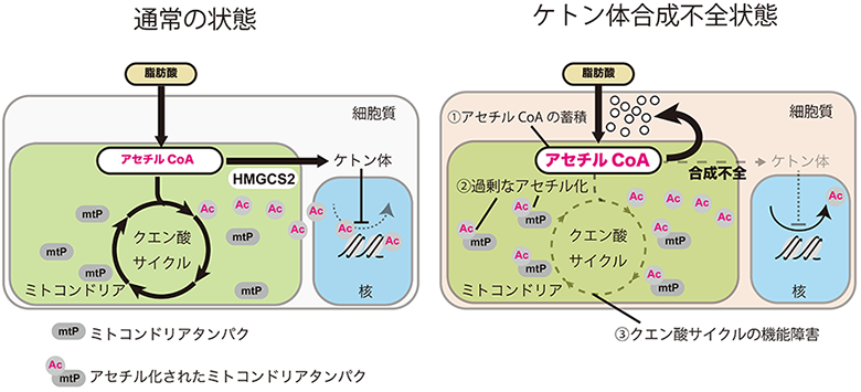 ケトン体合成の新たな作用を発見 ケトン体合成によるミトコンドリア保護 国立研究開発法人日本医療研究開発機構