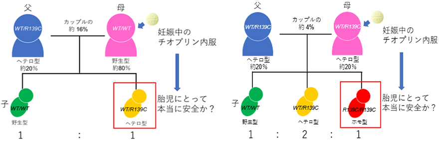 NUDT15遺伝子多型の観点からみた妊娠中のチオプリン服用の胎児に対する安全性に関する図