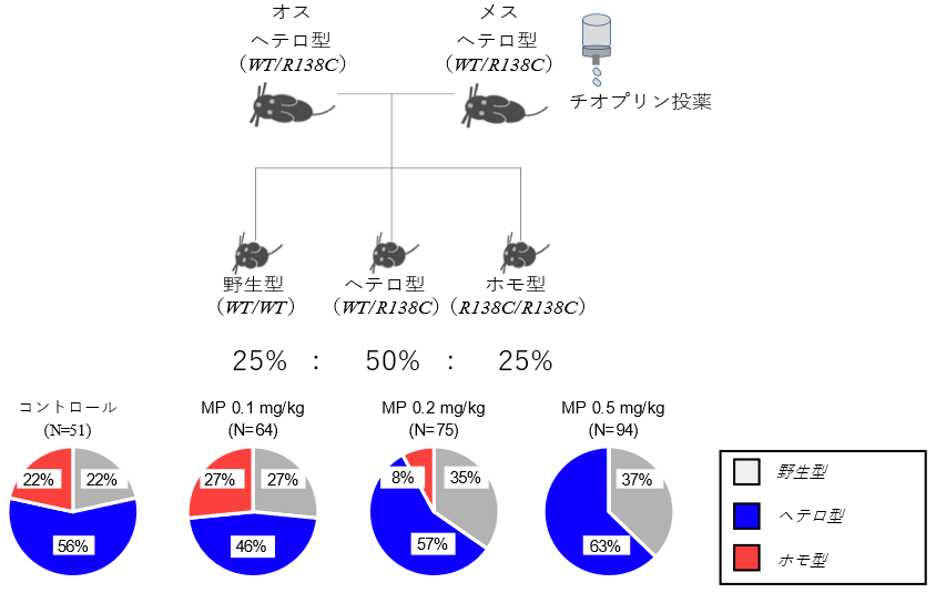 Nudt15 R138Cヘテロ型の母マウスにチオプリンを投与すると、ホモ型仔マウスが産まれなくなることが判明