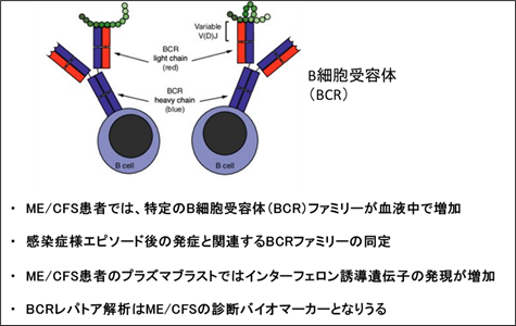 筋痛性脳脊髄炎/慢性疲労症候群の新たな免疫バイオマーカーの発見の研究成果のまとめ図