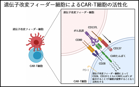 T細胞受容体