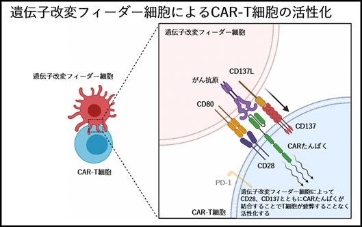 成果情報






ウイルスを使わずに、簡単に、安く、効果の高いCAR-T細胞製剤を開発―EPHB4受容体を発現する固形がんに対して強く持続的な抗腫瘍効果を証明―