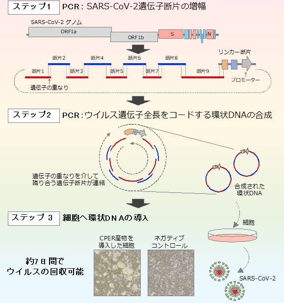 コロナ 人工 ウイルス ウイルス WHOが回答 新型コロナウイルスは人工的に作れるのか