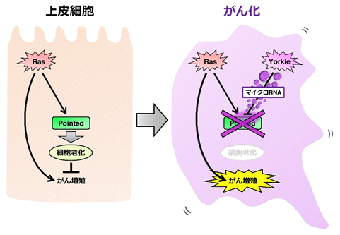 細胞の老化が阻害されてがんが発生する仕組みをハエで解明 マイクロrnaが細胞老化遺伝子を破壊してがん化を促進 国立研究開発法人日本医療研究開発機構