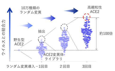 コロナ ウイルス 突然 変異