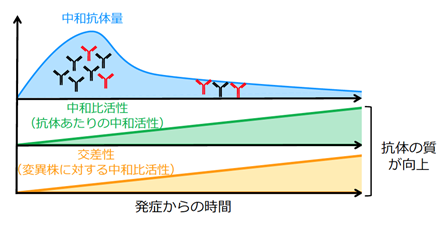 新型コロナウイルス変異株に対する中和抗体の質が時間と共に向上することを発見 国立研究開発法人日本医療研究開発機構