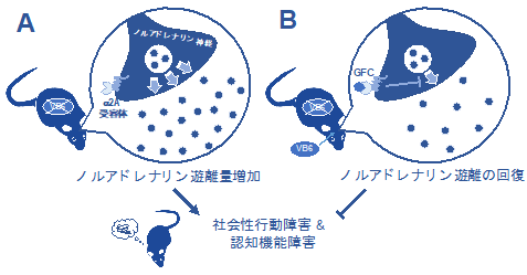 ビタミンb6欠乏はノルアドレナリン神経系の機能亢進を生じ 統合失調症様行動異常を惹起する 国立研究開発法人日本医療研究開発機構