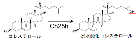 25水酸化コレステロールの参考図