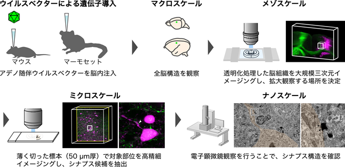 全脳からシナプススケールにズームインするイメージング技術の開発に成功～組織透明化技術と電子顕微鏡技術の融合によりシームレスな観察を実現～