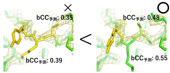 機械学習を用いてタンパク質立体構造を評価する構造生物学AI技術を構築