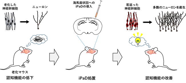 老化神経幹細胞の若返りによるニューロン産生の復活と認知機能の改善の概要図