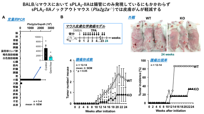 腸と皮膚の新たなクロストーク:腸内細菌叢を変えて皮膚の健康に影響を及ぼす脂質分解酵素の発見