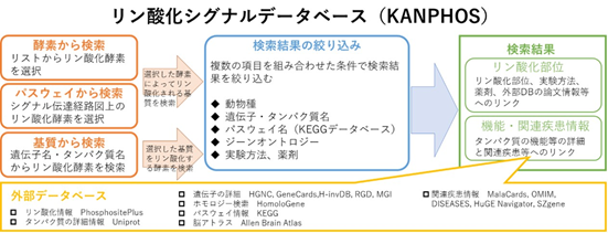 タンパク質リン酸化データベースであるKANPHOS（kinase-associated neural phospho-signaling）の概要図