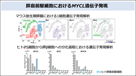 膵島細胞とは何ですか?