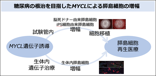 移植はどの程度成功しますか?
