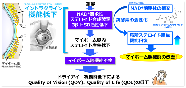 プレスリリース「新たなイントラクライン機構を用いた加齢性眼疾患治療へ」の概要図