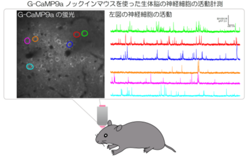 脳の神経活動を可視化する新規マウス系統を開発イメージ（G-CaMP9aノックインマウスを使った生体脳の神経細胞の活動計測）