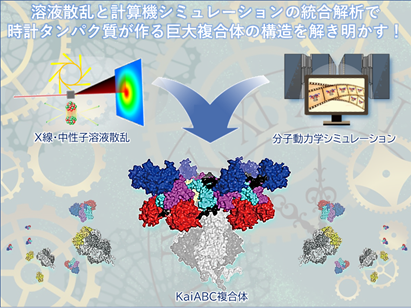 プレスリリース「巨大タンパク質複合体による概日リズム制御」の概要図：詳細は上記に記載