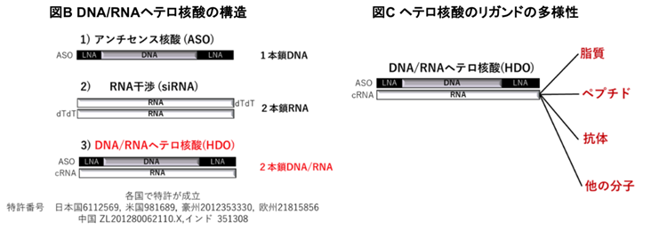 図B、図C