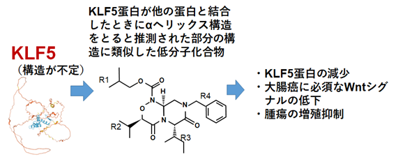 大腸がんの原因遺伝子KLF5を標的とし、がん細胞をより選択的に障害する新しい抗がん剤の開発の概要図
