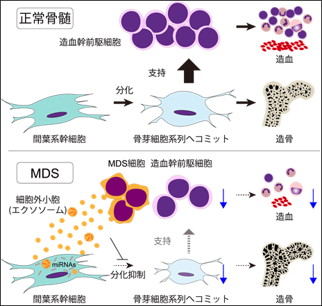 骨髄異形成症候群由来エクソソームによる骨髄微小環境を介した造血不全の新規メカニズムの概要図