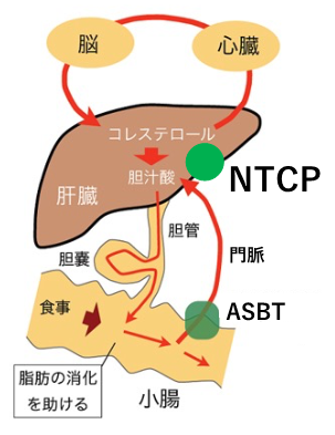 肝細胞への胆汁酸循環の説明図