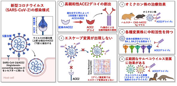 （成果情報）高親和性ACE2製剤はオミクロン株にも有効の概要図